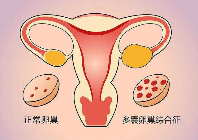 武汉借卵生子过程 武汉几家医院可以做三代试管 ‘四维彩超男孩和女孩生殖器